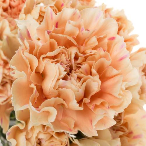 Brown Carnation Flower seeds for Planting - Perfect for Borders, Heirloom & GMO Free Seeds for Home Garden