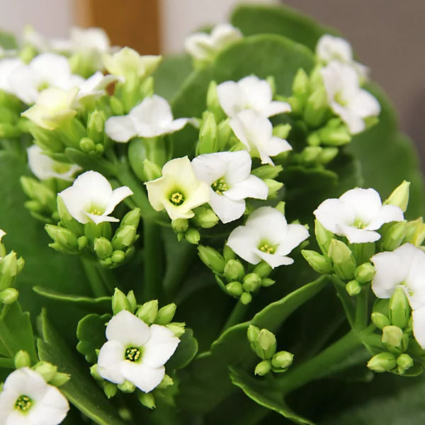 White Kalanchoe Flower seeds for Planting - Low Maintenance, Heirloom & GMO Free Seeds for Home Garden