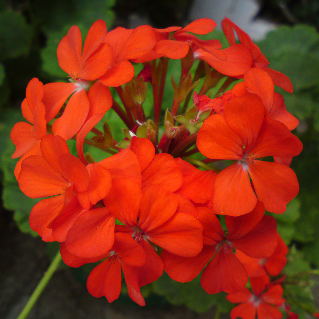 Light Red Univalve Geranium Flower Seeds for Planting Drought Tolerant Heirloom & GMO Free Seeds for Home Garden
Sale