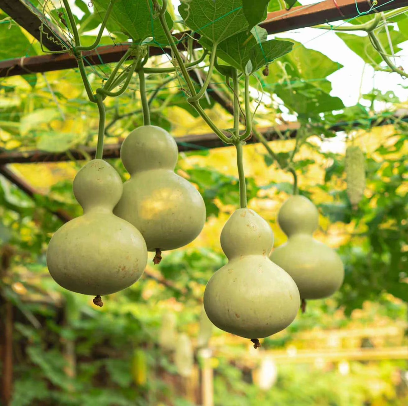 Brown Bottle Gourd Seeds for Vegetable Planting