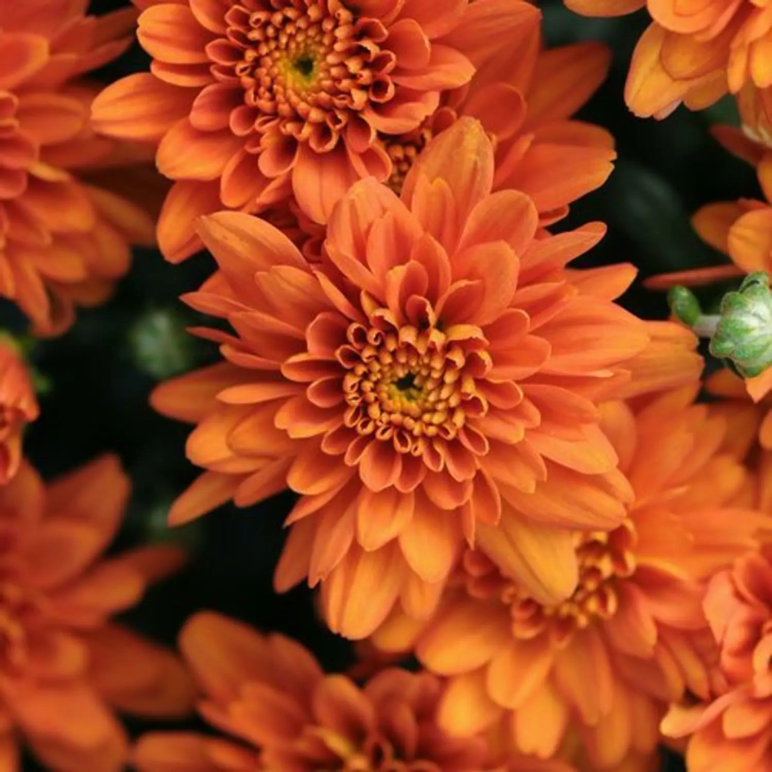Chrysanthemum Flower Seeds Orange