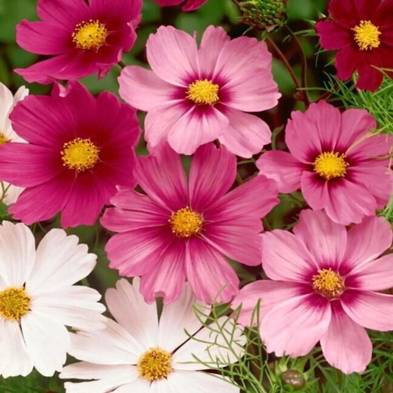 Cosmos Mix Flower Seeds for Planting - Vibrant Annual Blooms for Your Garden - Evergrowseeds