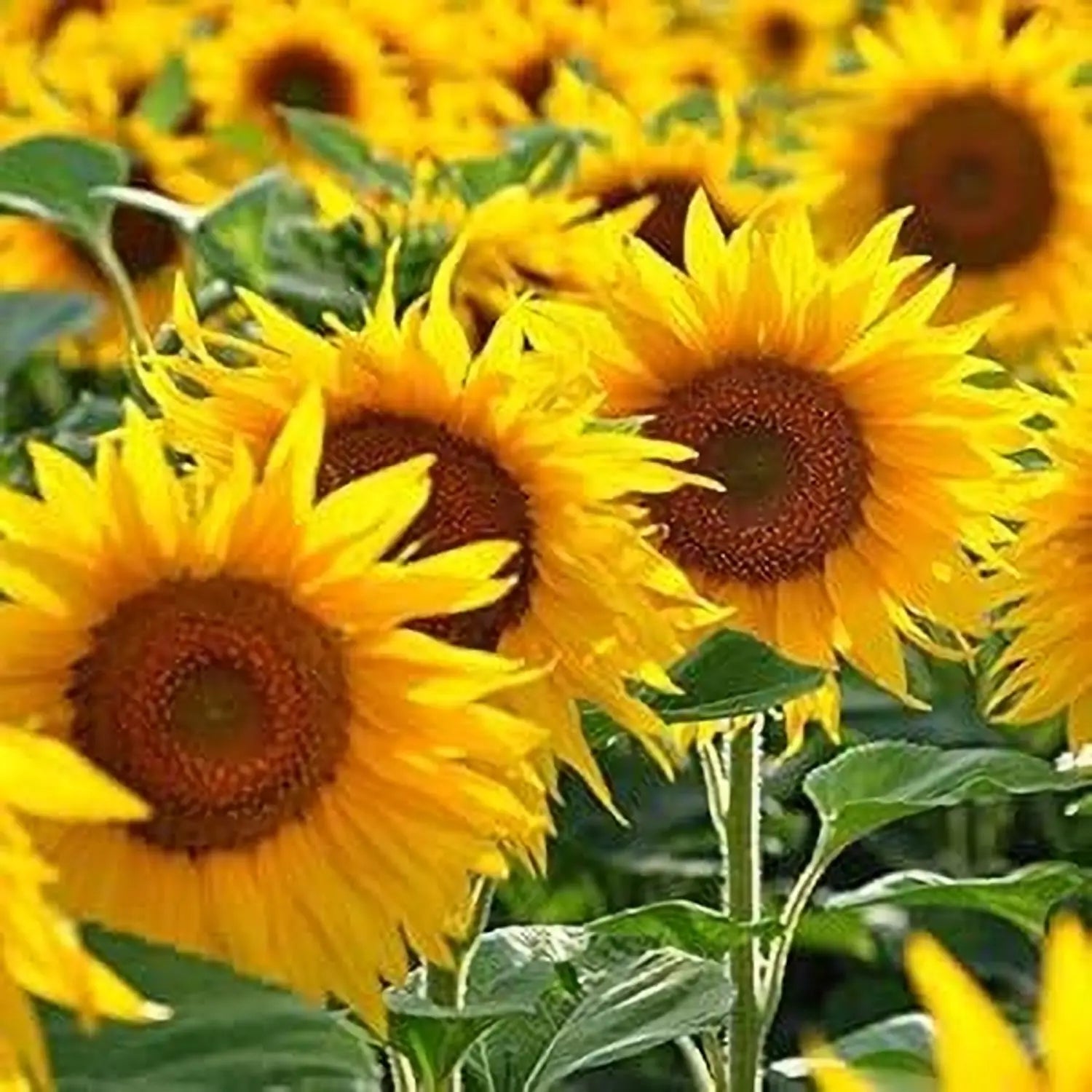 Sunflower Flower seeds for Planting - Bright Blooms, Heirloom & GMO Free Seeds for Home Garden