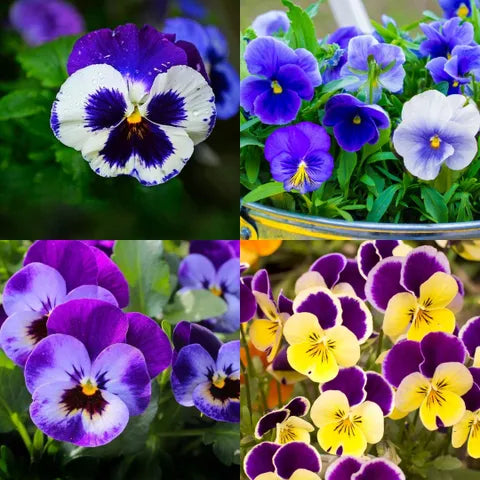 Blue and Yellow Pansy Seeds for Planting Collection