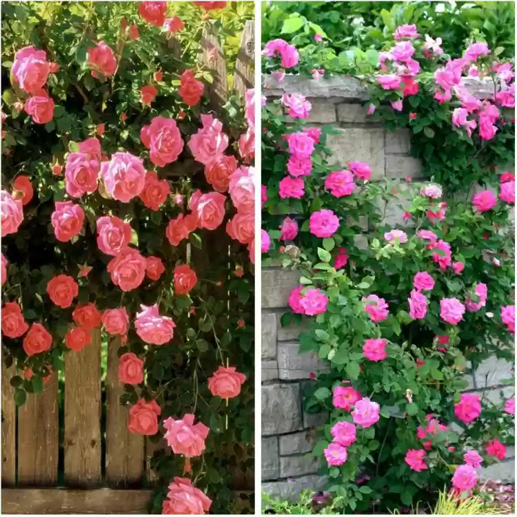 Climbing Flower seeds for Planting - Drought Tolerant, Heirloom & GMO Free Seeds for Home Garden
Sale seeds for planting in home garden