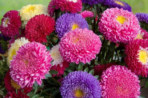Mix Aster Flower seeds for Planting - Fragrant Blossoms, Heirloom & GMO Free Seeds for Home Garden