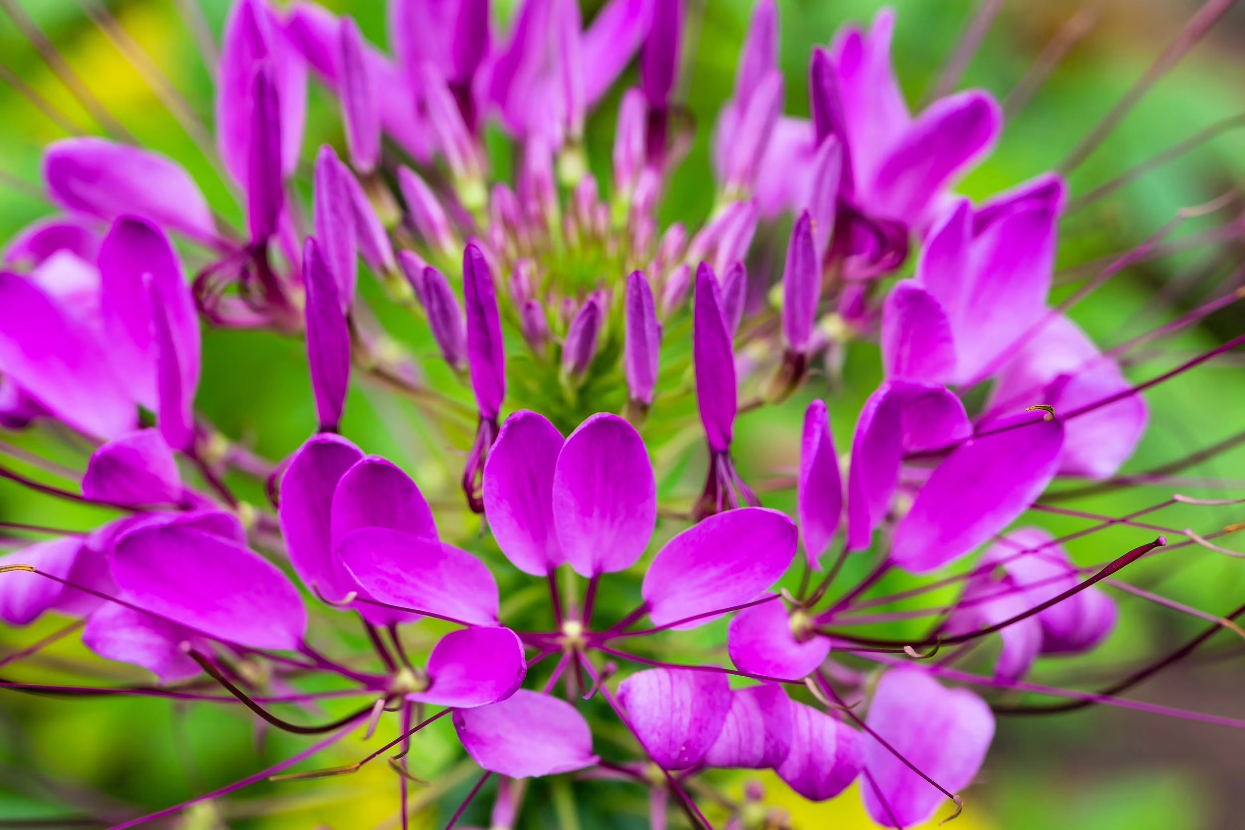 Purple Cleome Hasslerana Flower seeds for Planting - Compact Growth, Heirloom & GMO Free Seeds for Home Garden