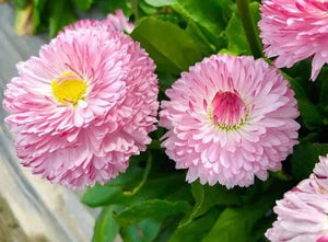 Pink Bellis Perennis Flower Seeds for Planting