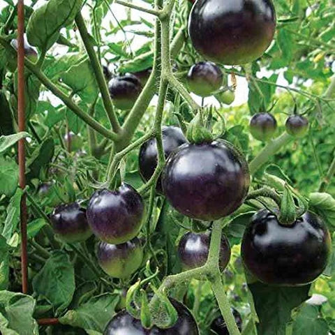 Black Tomato Seeds for Planting