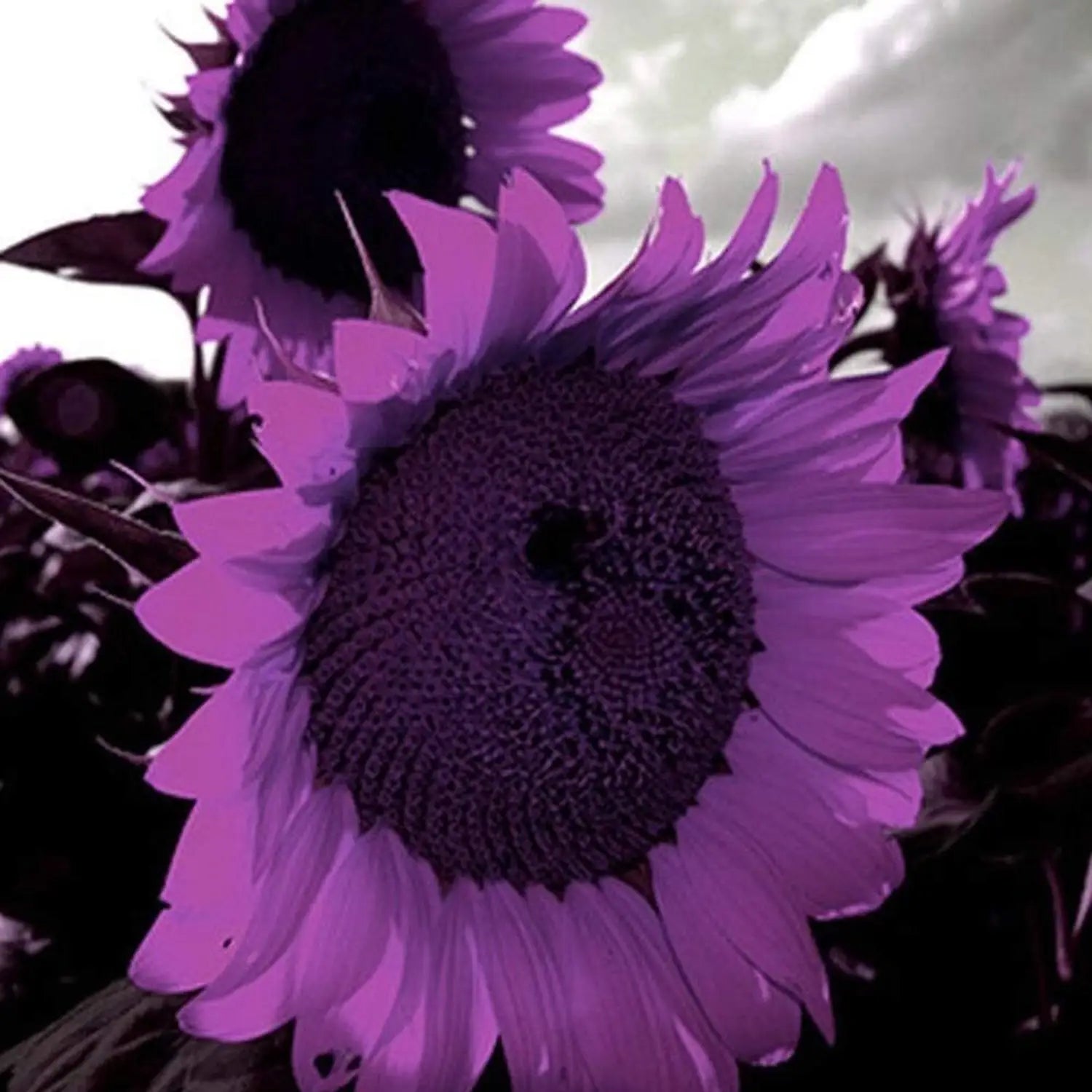 Violet Sunflower Flower Seeds for Planting Garden Favorite Heirloom & GMO Free Seeds for Home Garden
Sale