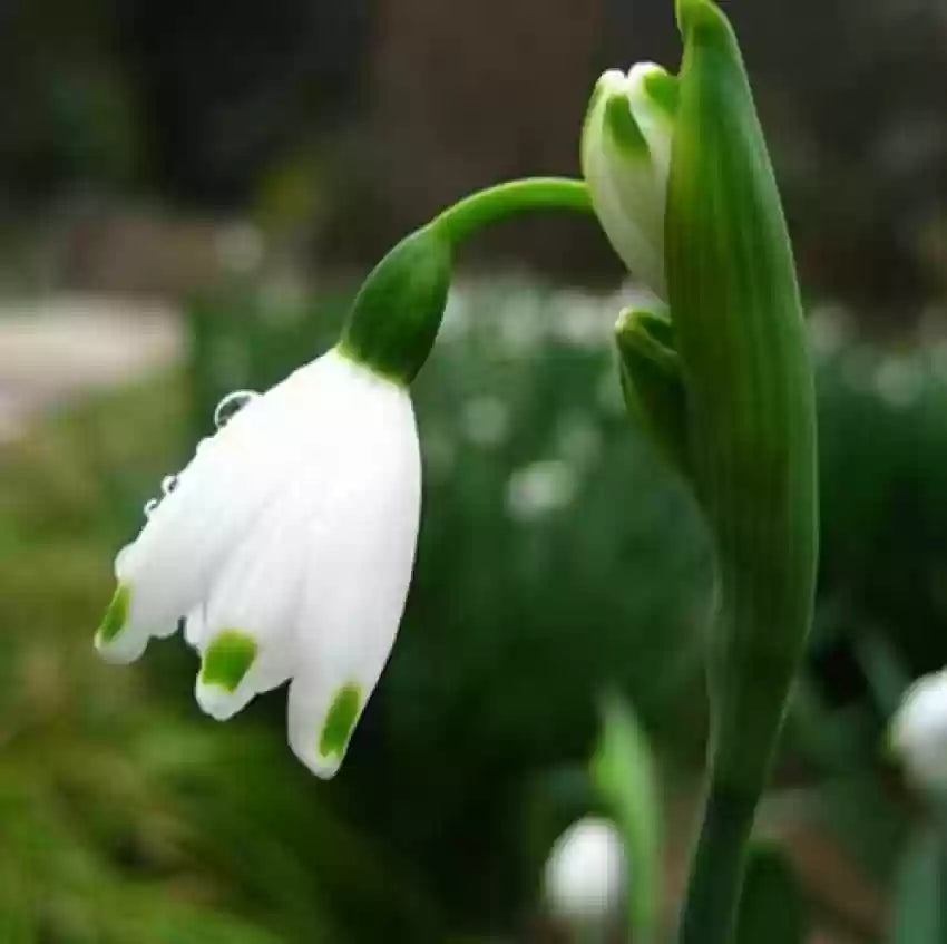 White Galanthus Nivalis Flower seeds for Planting - Pollinator Friendly, Heirloom & GMO Free Seeds for Home Garden
Sale seeds for home garden