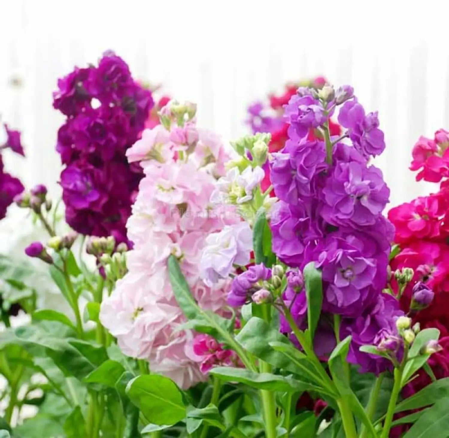 Purple Matthiola Flower seeds for Planting - Shade Tolerant, Heirloom & GMO Free Seeds for Home Garden