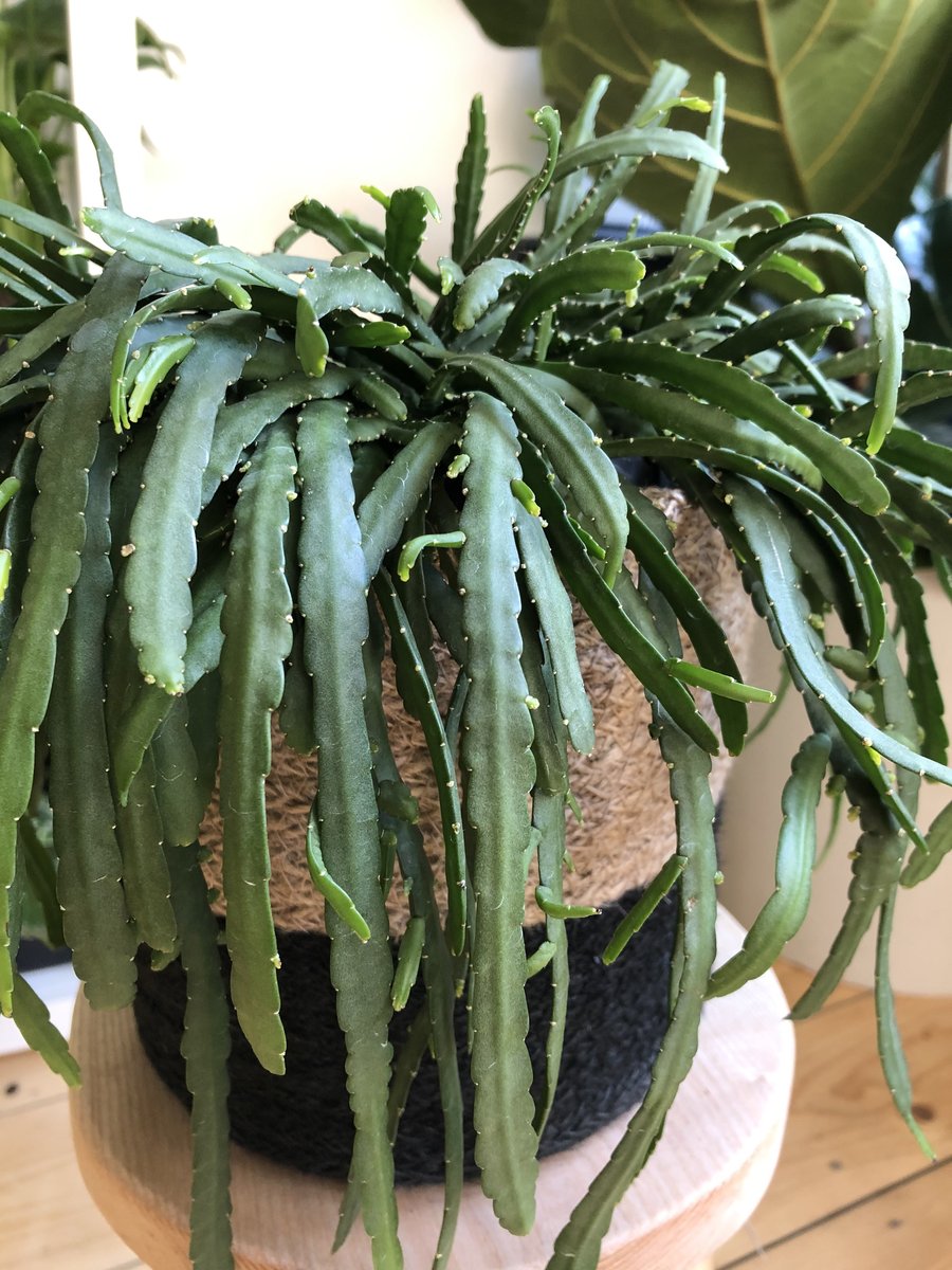Violet Lepismium Planting Seeds Grow Your Own