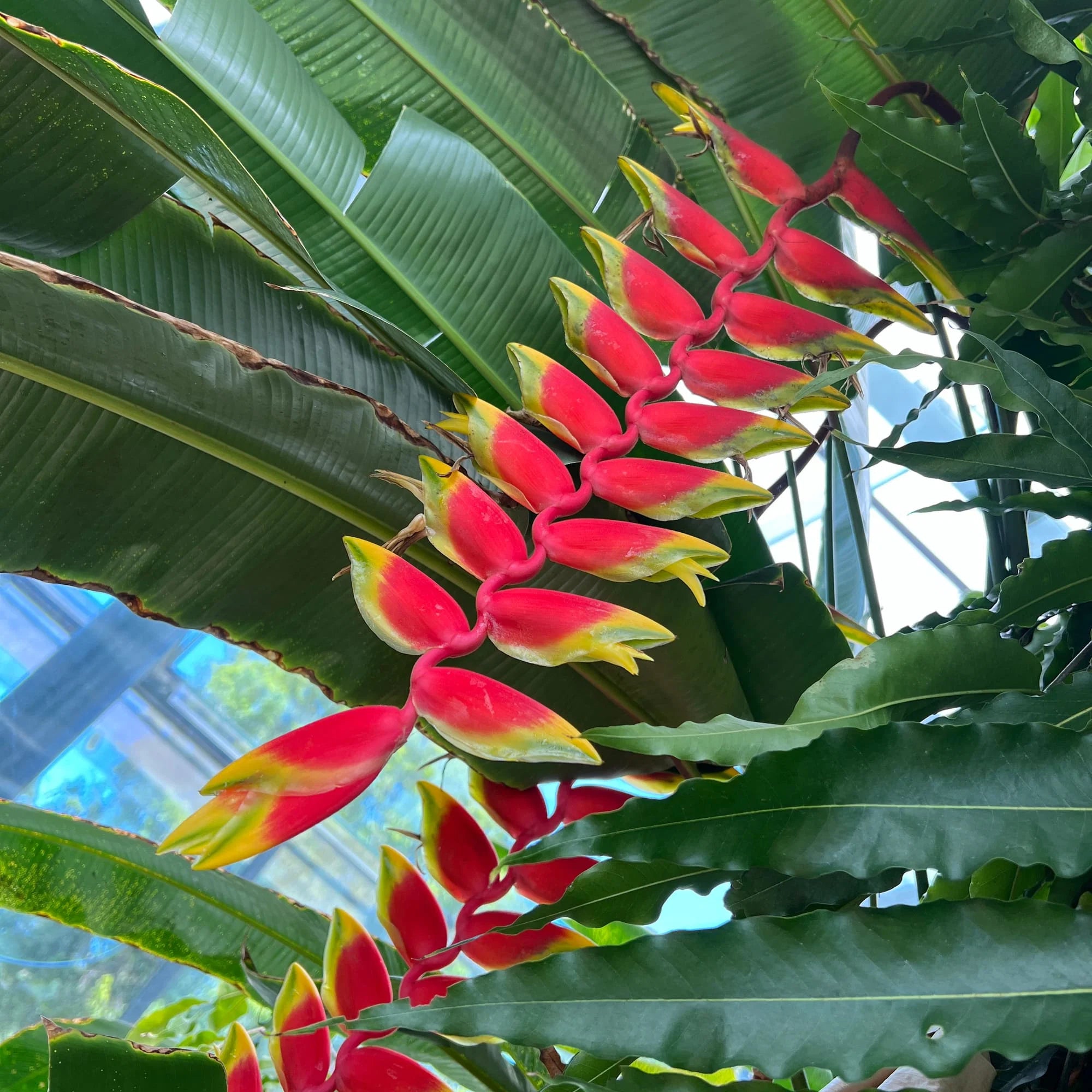 False Bird of Paradise Flower seeds blooming in flower beds, containers, borders, and pollinator-friendly gardens