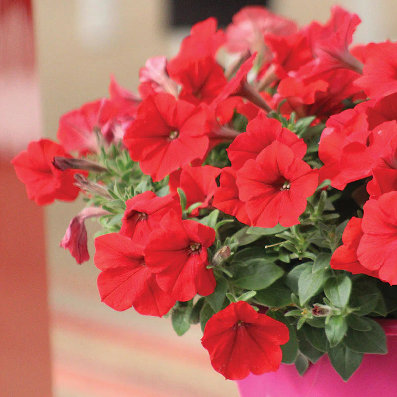 Red Petunia Petals Flower Planting Seeds for Lush and Colorful Gardens