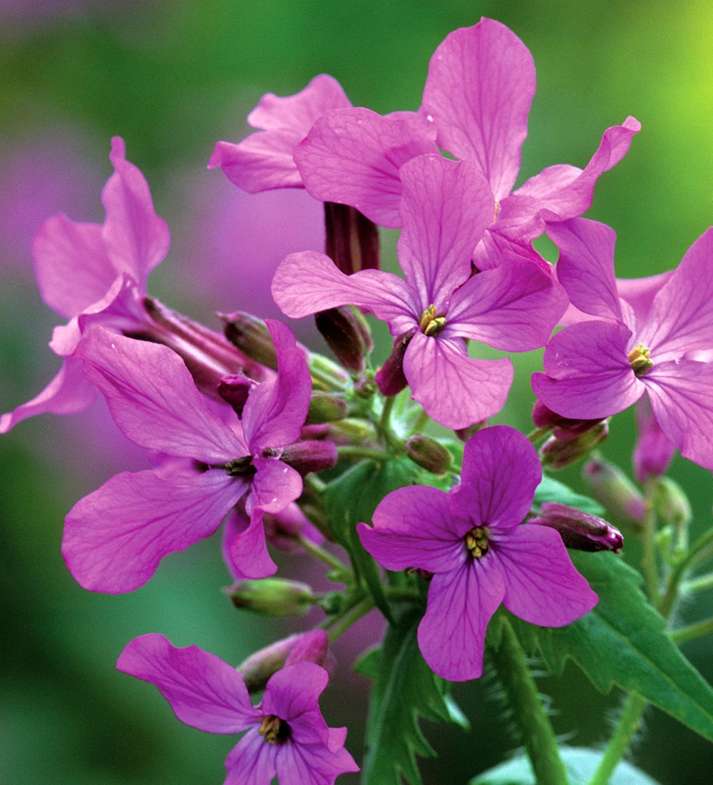 Night Scented Stock Seeds Flower seeds for Planting - Pollinator Friendly, Heirloom & GMO Free Seeds for Home Garden
