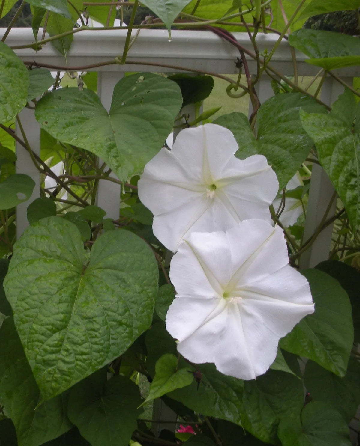 Moon Flower seeds blooming in flower beds, containers, borders, and pollinator-friendly gardens