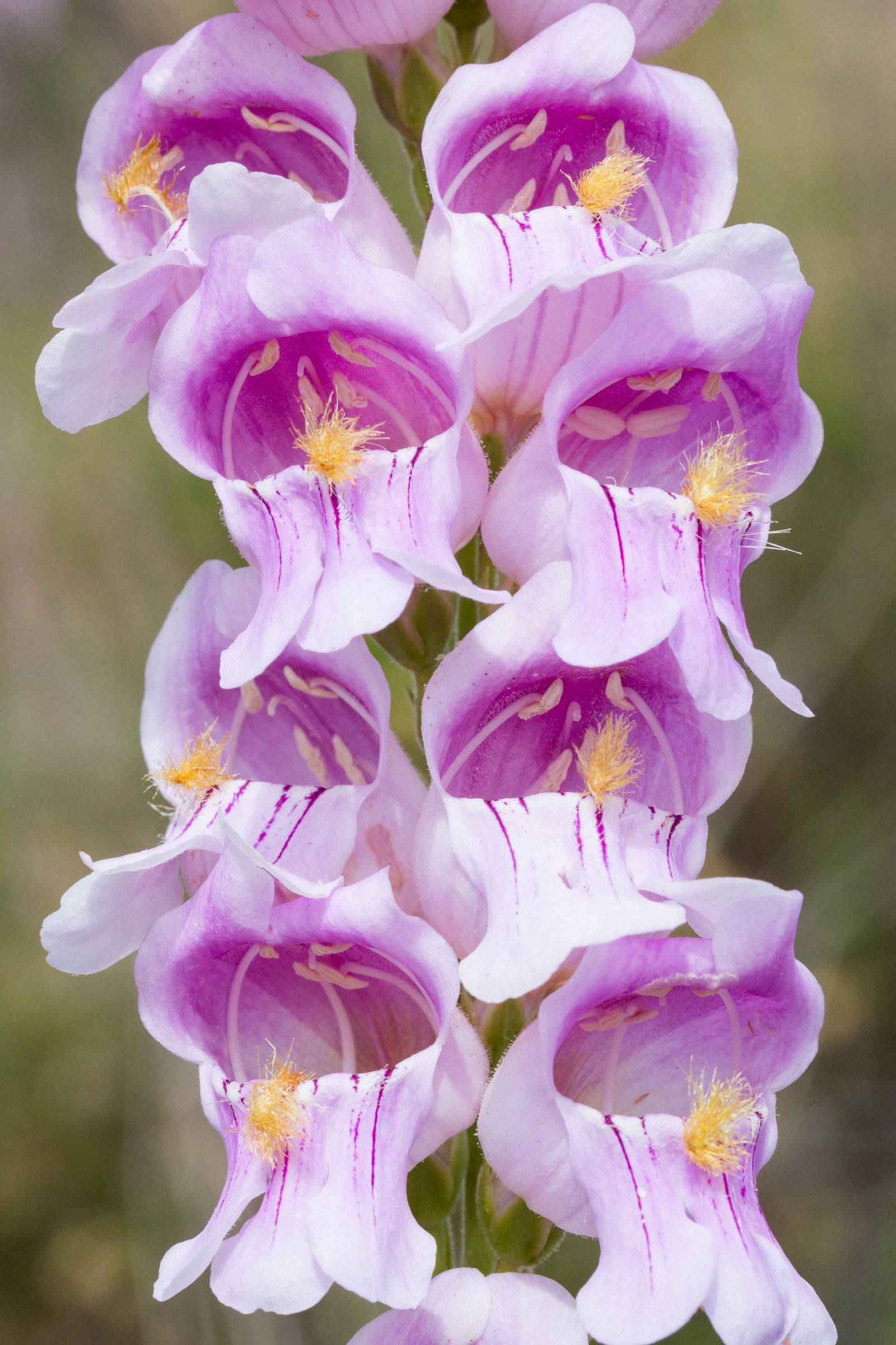 Penstemon Palmeri Flower seeds for Planting Pollinator Friendly Heirloom & GMO Free Seeds for Home Garden