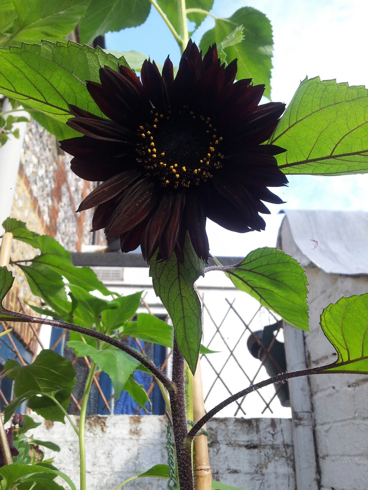 Black Giant Sunflower Seeds for Planting Fragrant Blossoms Heirloom & GMO Free Seeds for Home Garden
Sale