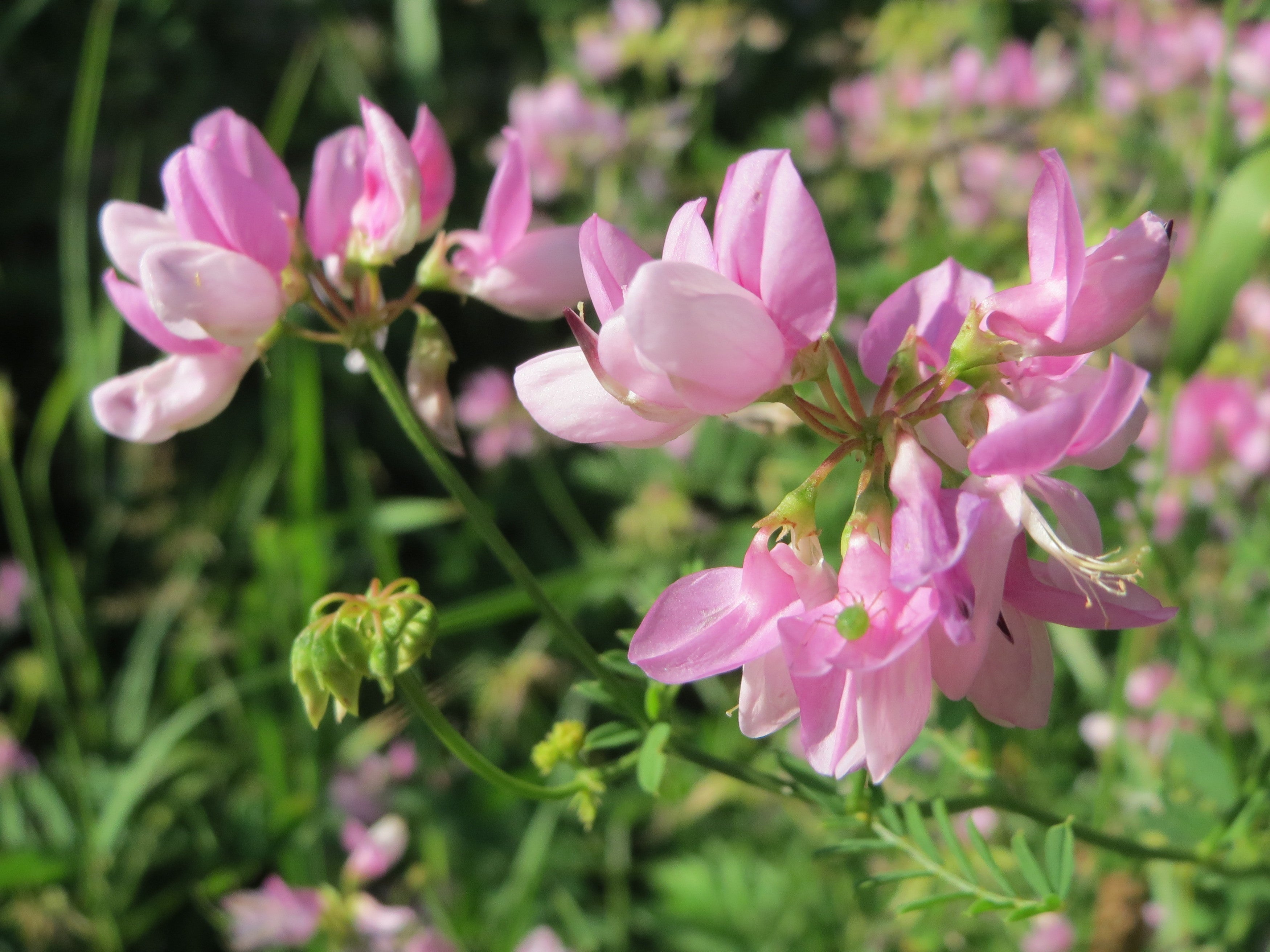 Pink Crownvetch Flower seeds for Planting - Cottage Garden Essential, Heirloom & GMO Free Seeds for Home Garden