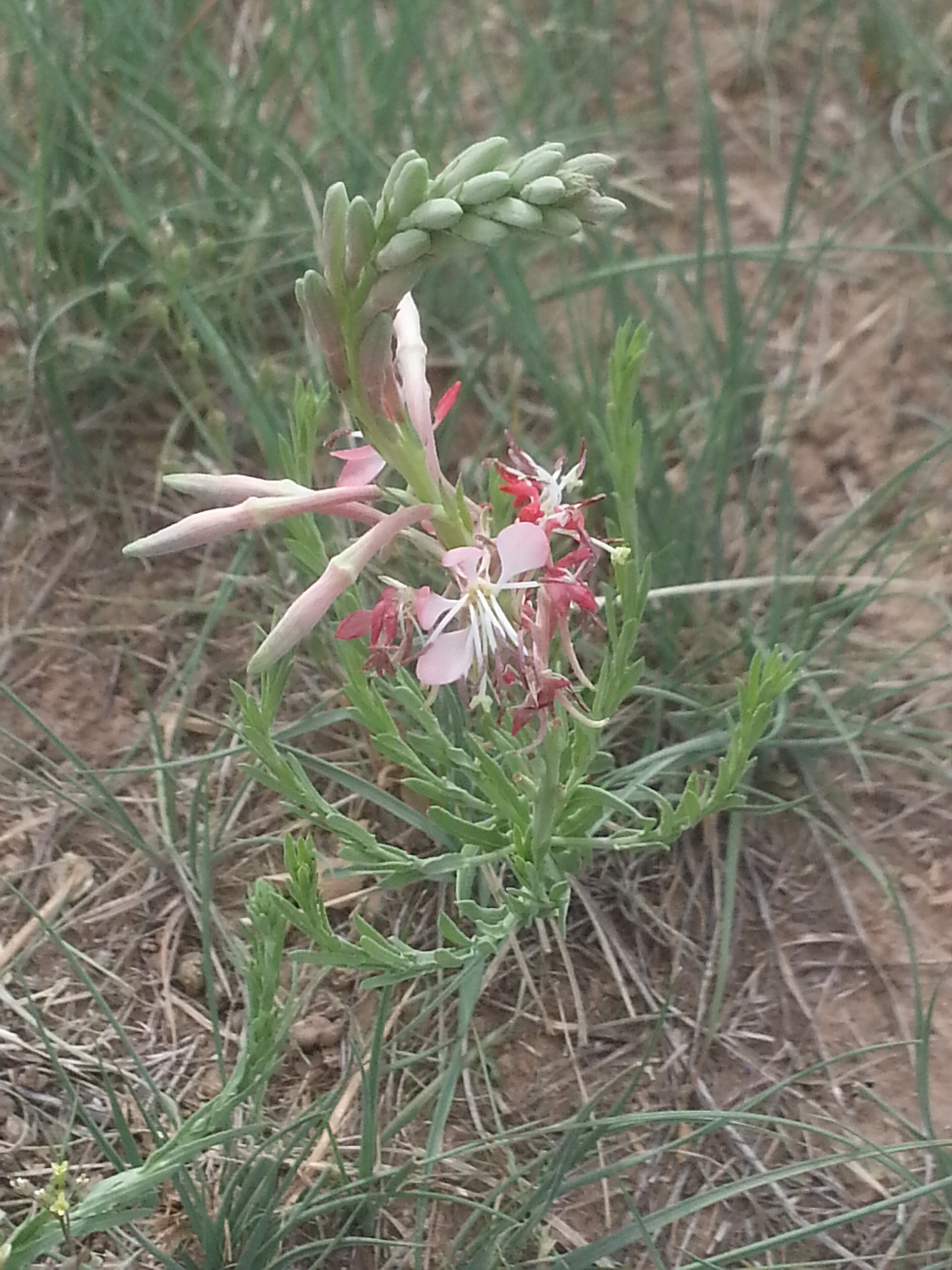 Oenothera Suffrutescens Flower Seed for Plantings for Planting Evening Primrose Planting Seed for Plantings for Planting