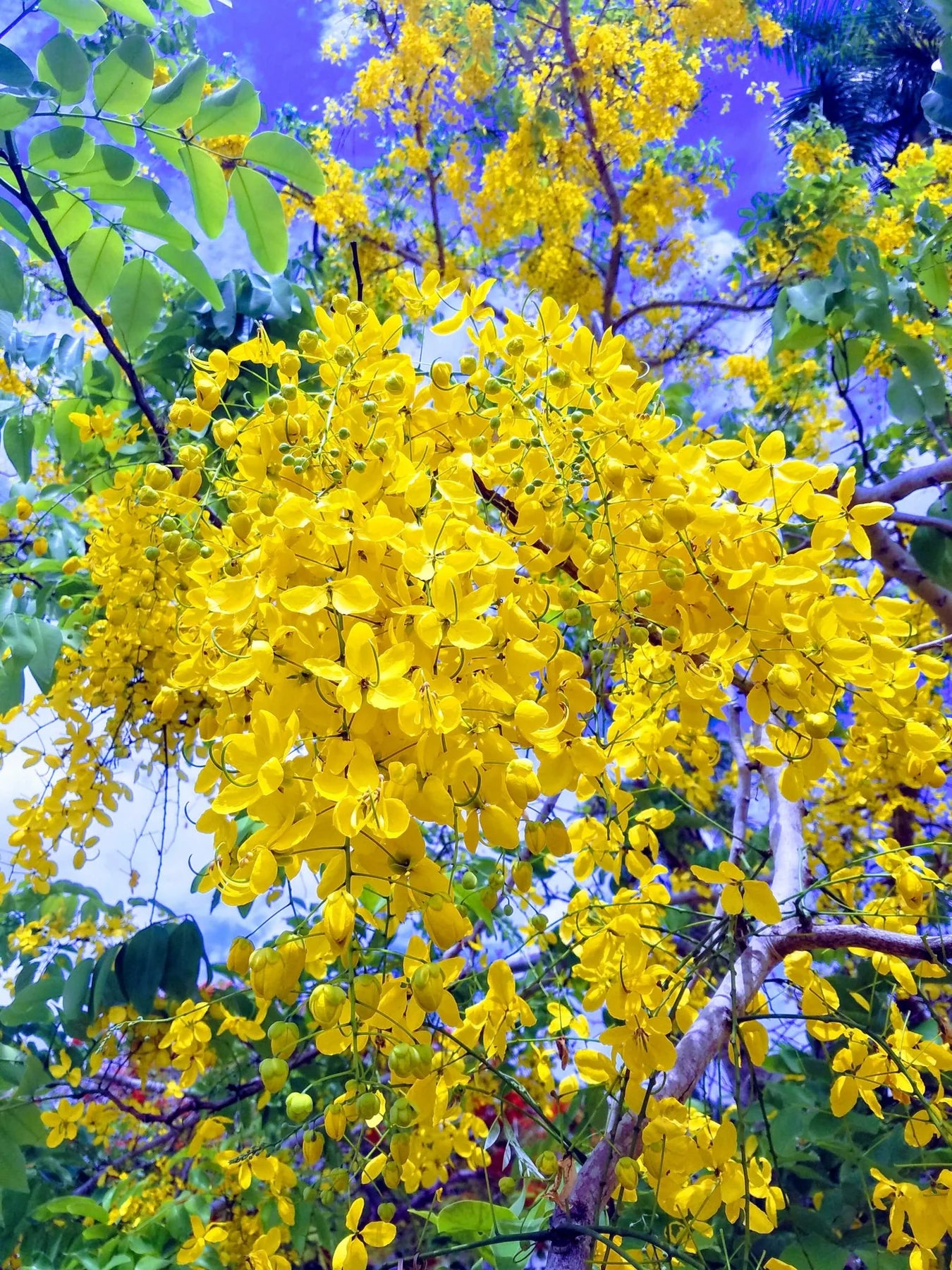 Light Yellow Crape Myrtle Tree Flower seeds for Planting - Long Bloom Season, Heirloom & GMO Free Seeds for Home Garden