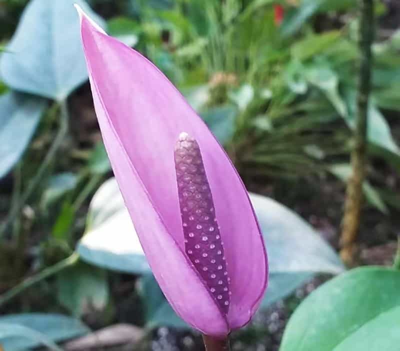 Anthurium Andraeanum Flower seeds for Planting - Premium Quality, Heirloom & GMO Free Seeds for Home Garden