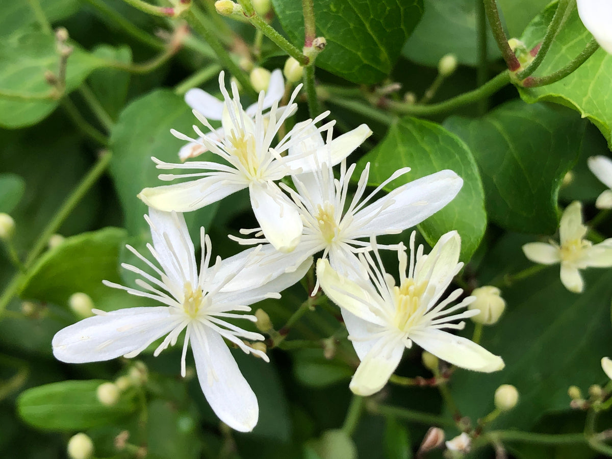 Autumn (Autumn Clematis) seeds for planting in home garden