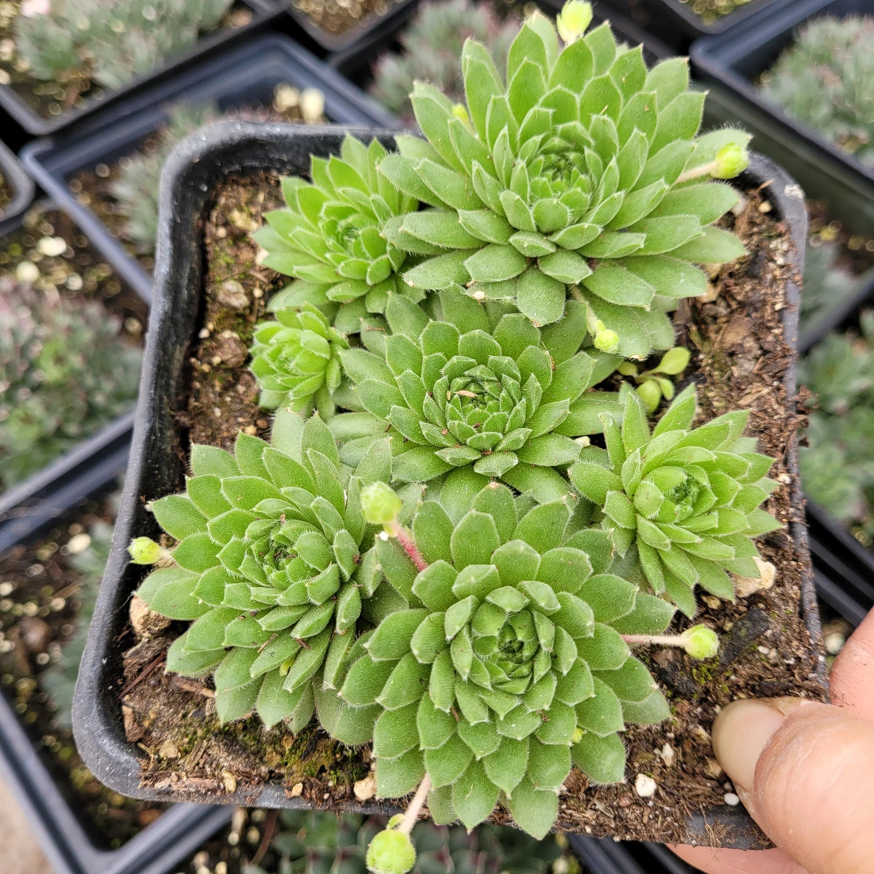 Hens and Chicks Flower seeds for Planting - Sun Loving, Heirloom & GMO Free Seeds for Home Garden