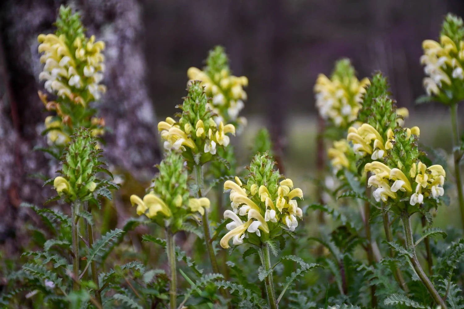Yellow Pedicularis Lanceolata Flower seeds for Planting - Sun Loving, Heirloom & GMO Free Seeds for Home Garden