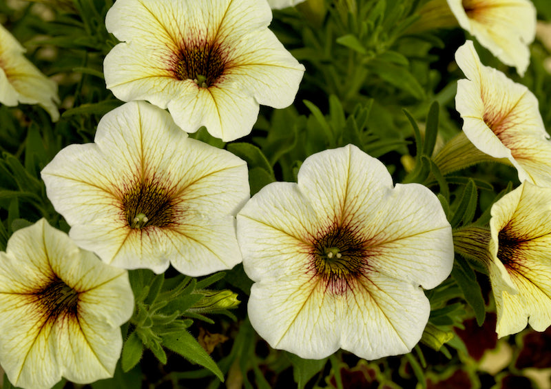 White Yellow Frostfire Flower seeds for Planting - Hardy Variety, Heirloom & GMO Free Seeds for Home Garden