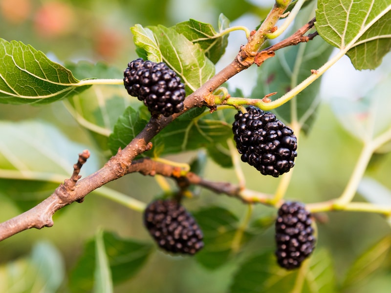Mulberry Fruit Planting Seeds - Grow Your Own Delicious Mulberries with Easy Planting Instructions