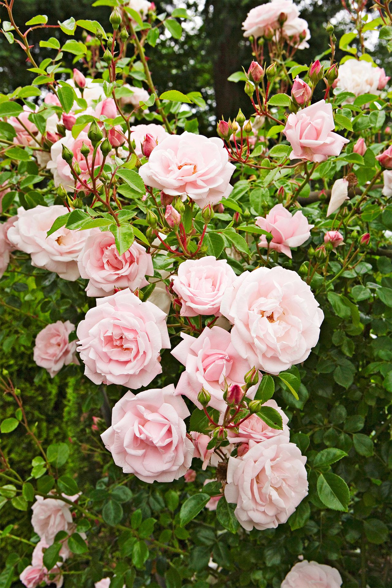 Climbing Rose Flower seeds for Planting, Compact Growth Heirloom & GMO Free Seeds for Home Garden