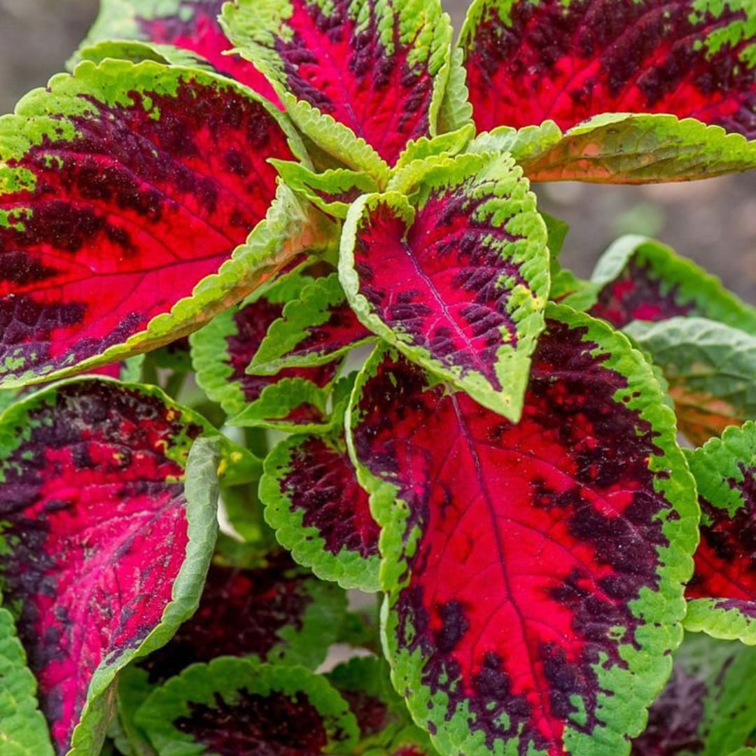 Pink Green Coleus Cottage Garden Essential Heirloom & GMO Free Seeds for Home Garden Sale with vibrant ornamental foliage for shaded gardens, containers, and landscape borders