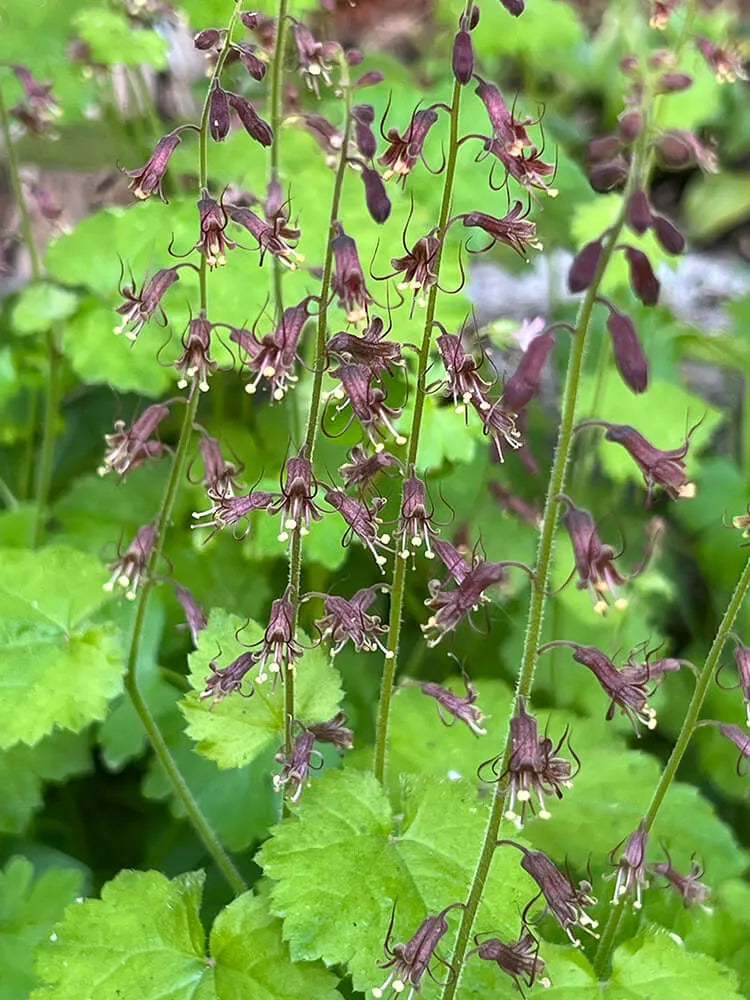 Tolmiea Flower seeds for Planting - Compact Growth, Heirloom & GMO Free Seeds for Home Garden