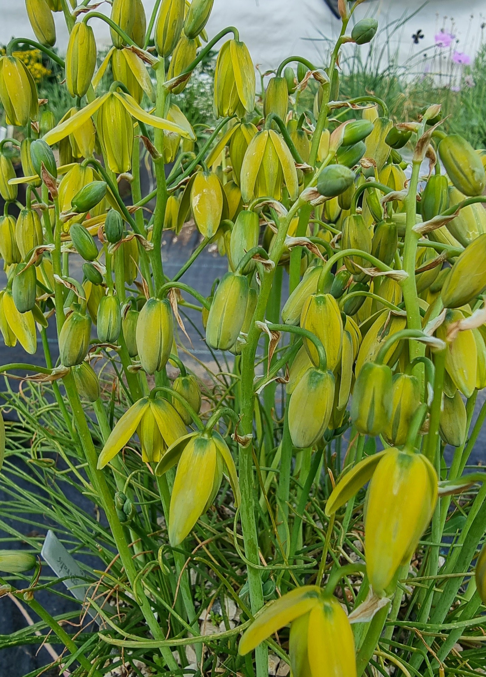 Heirloom Spiralis Flower seeds blooming in flower beds, containers, borders, and pollinator-friendly gardens