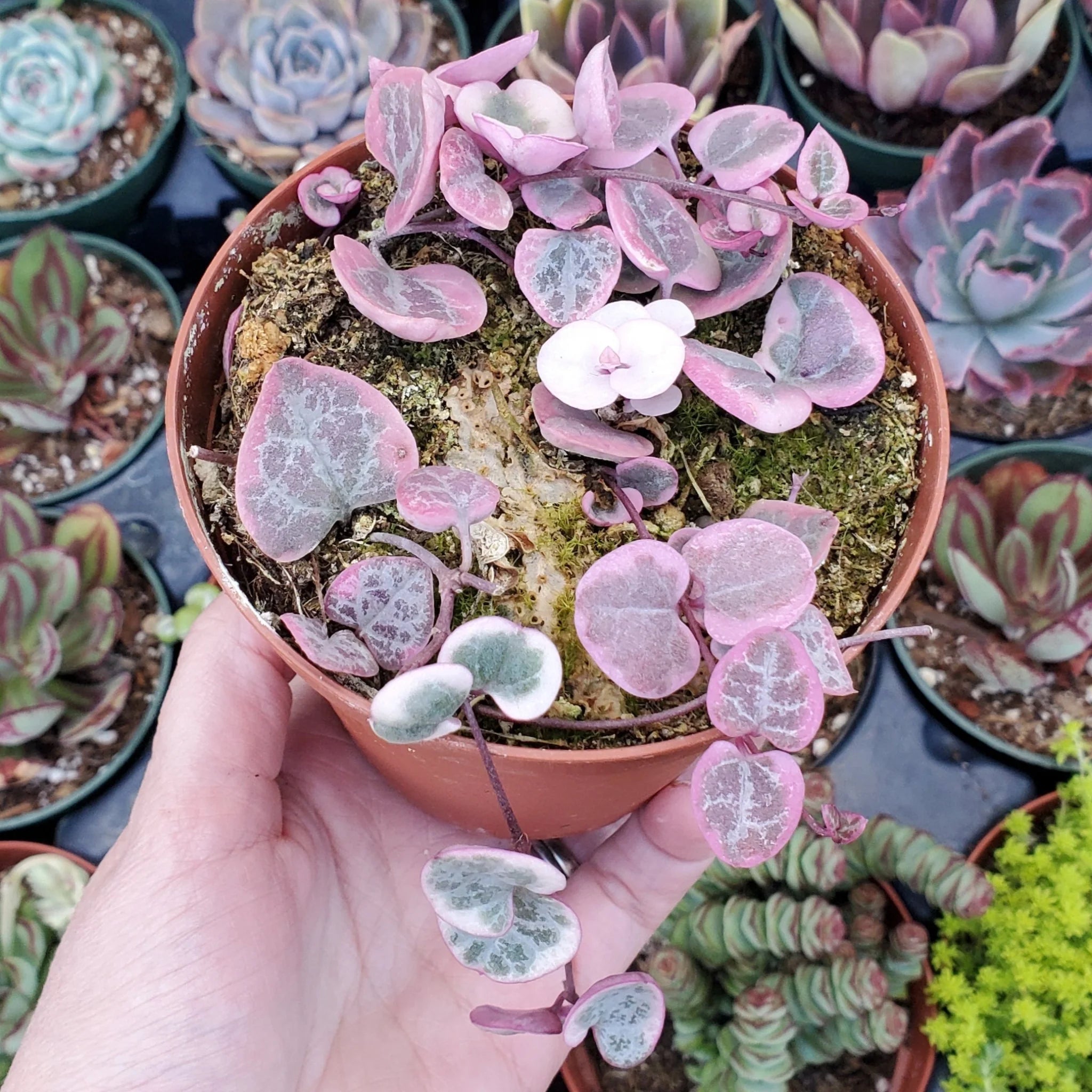 Ceropegia String of Hearts Pretty Pink Seeds Flower seeds for Planting - Low Maintenance, Heirloom & GMO Free Seeds for