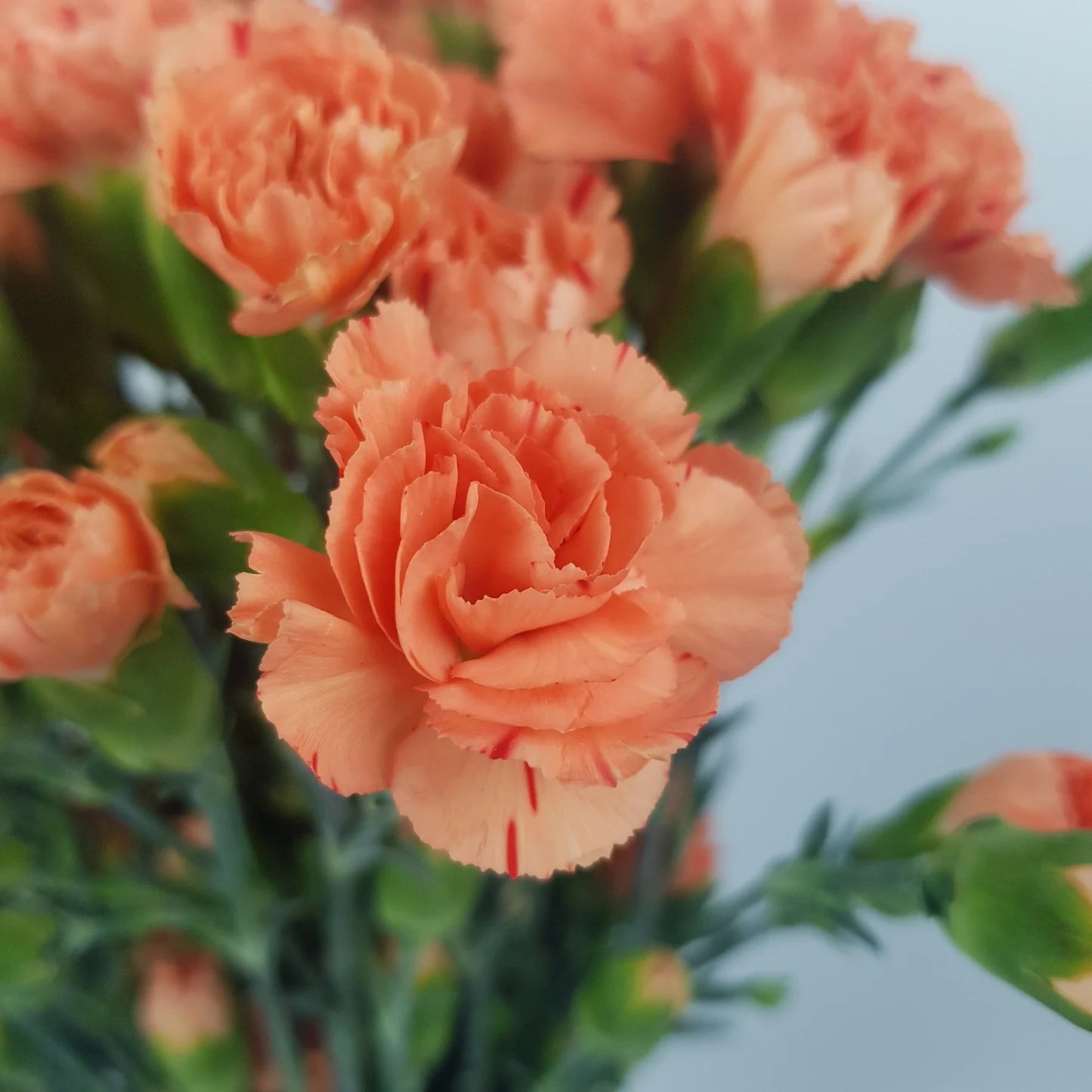 Orange Carnation Flower Seeds for Planting – Compact Growth Heirloom & GMO Free Seeds for Home Garden
Sale