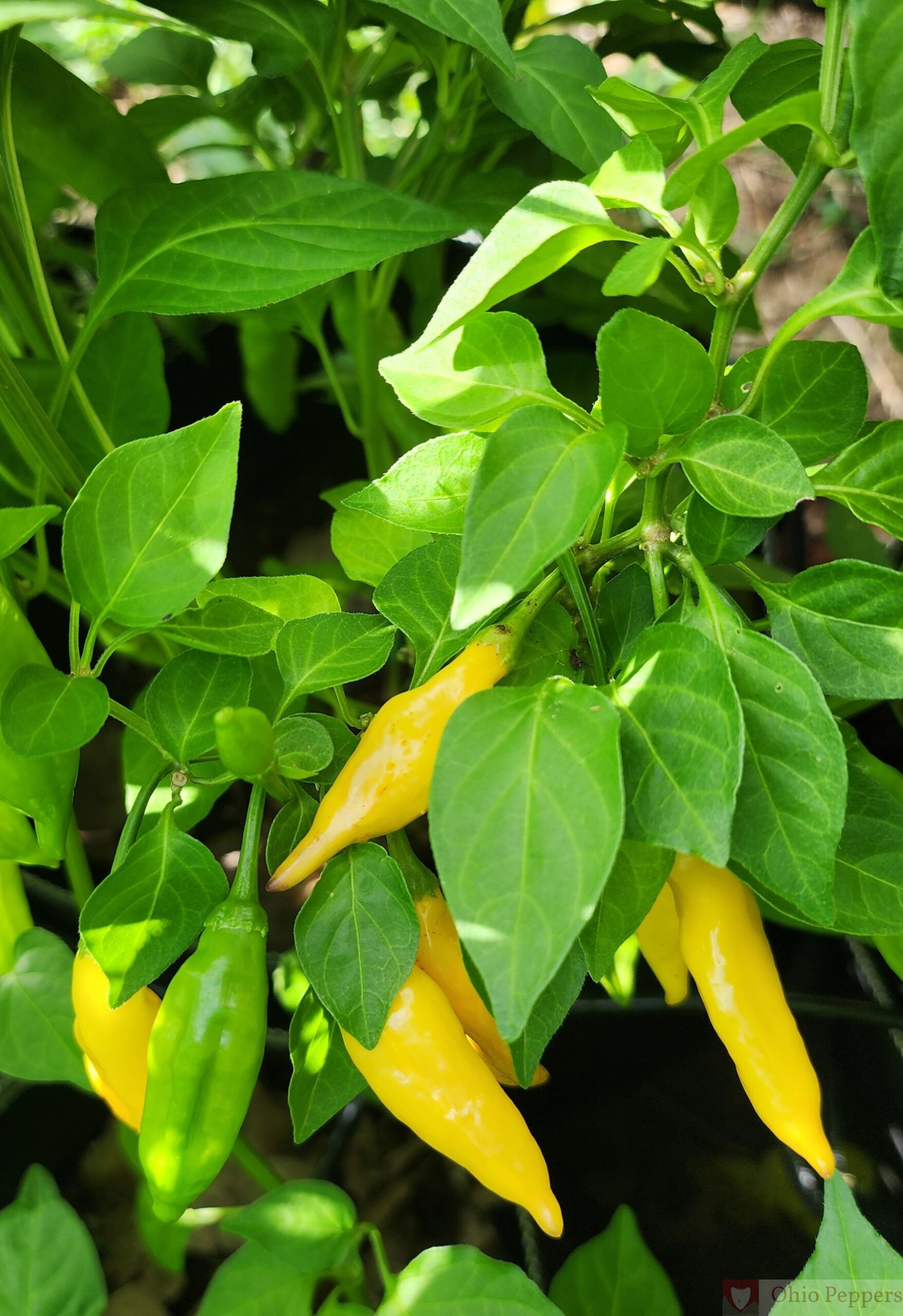 Aji Lemon Drop Pepper Seeds for Planting