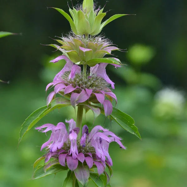 Purple Lemon Bee Flower seeds blooming in flower beds, containers, borders, and pollinator-friendly gardens