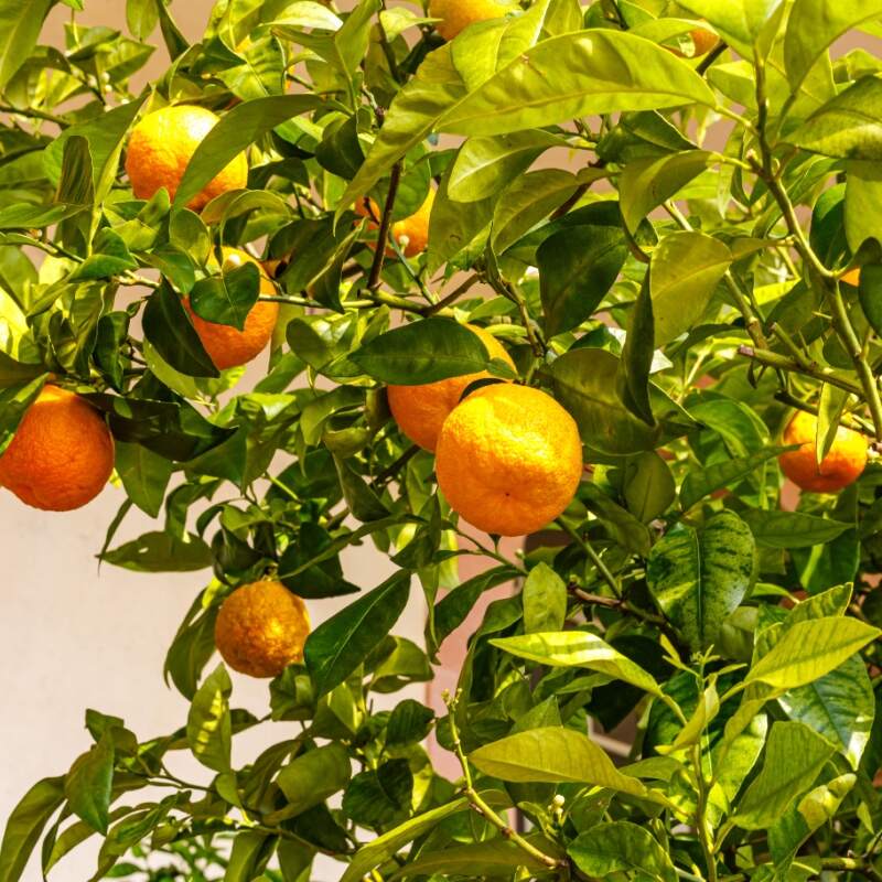 Orange Sylvaticus Fruit Planting Seeds - Grow Delicious Fruits in Your Garden