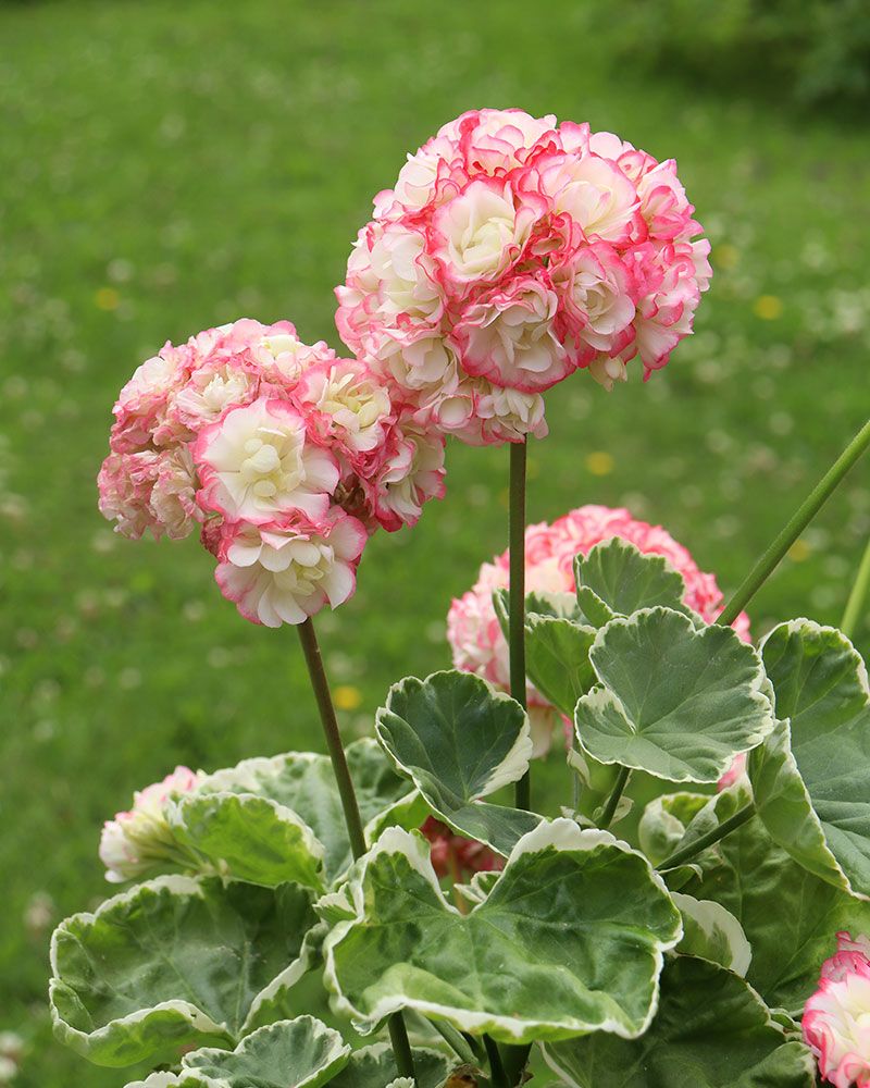 Pink Scented Geranium Flower seeds for Planting - Cottage Garden Essential, Heirloom & GMO Free Seeds for Home Garden