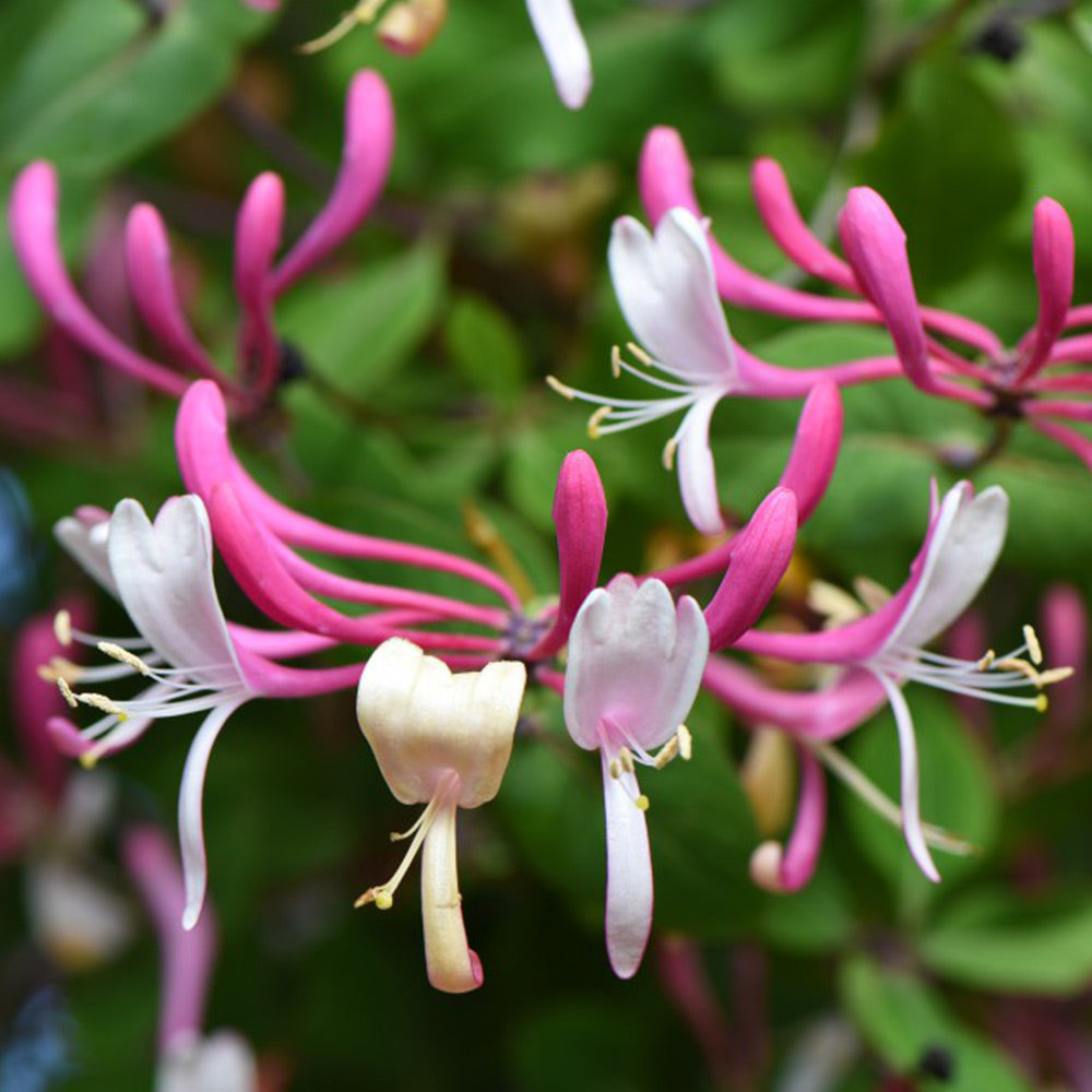 Cape (Cape Honeysuckle) seeds for planting in home garden