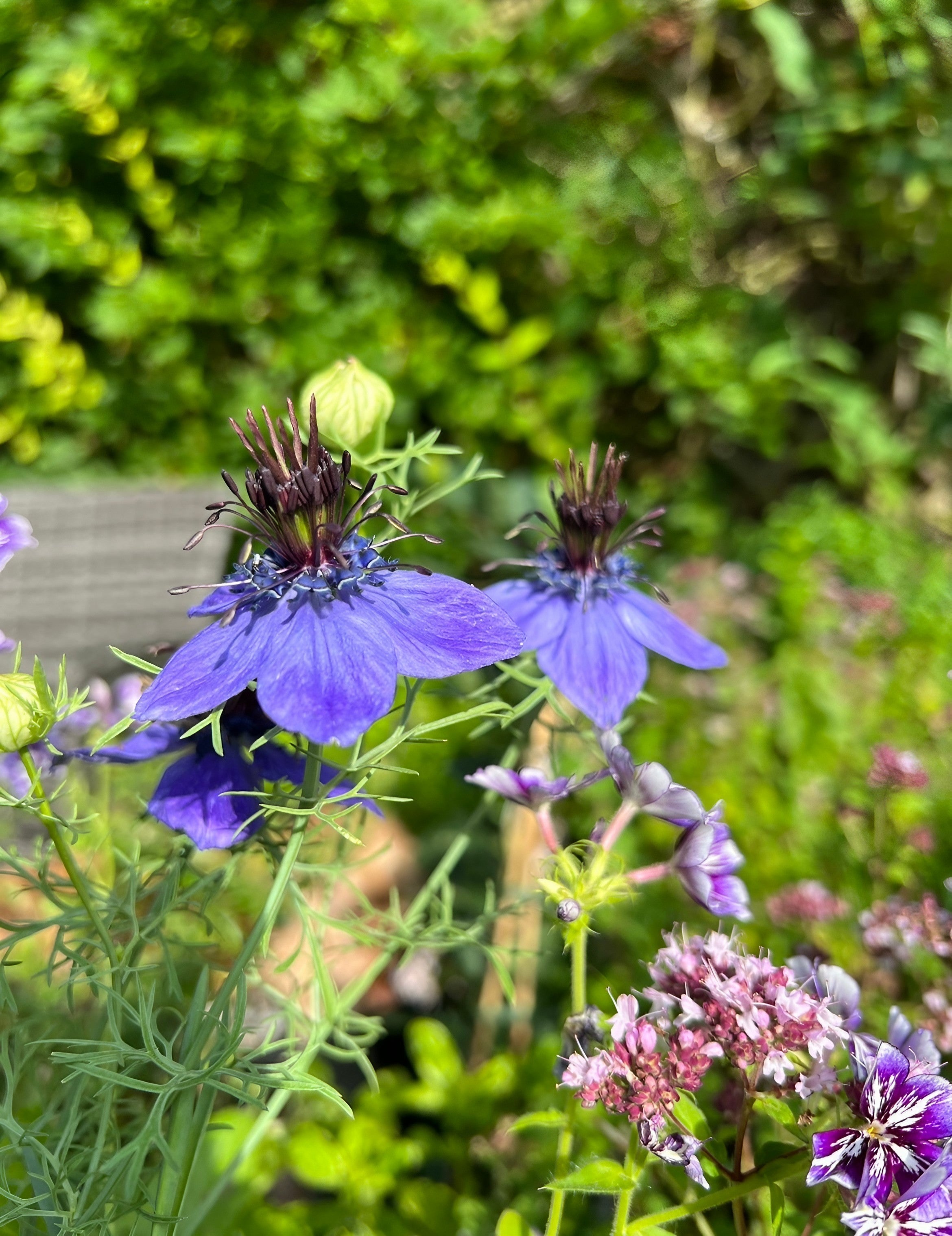 Dark Purple Nigella Hispanica Nigella Hispanica Seeds for Planting in Flower Bed & Garden