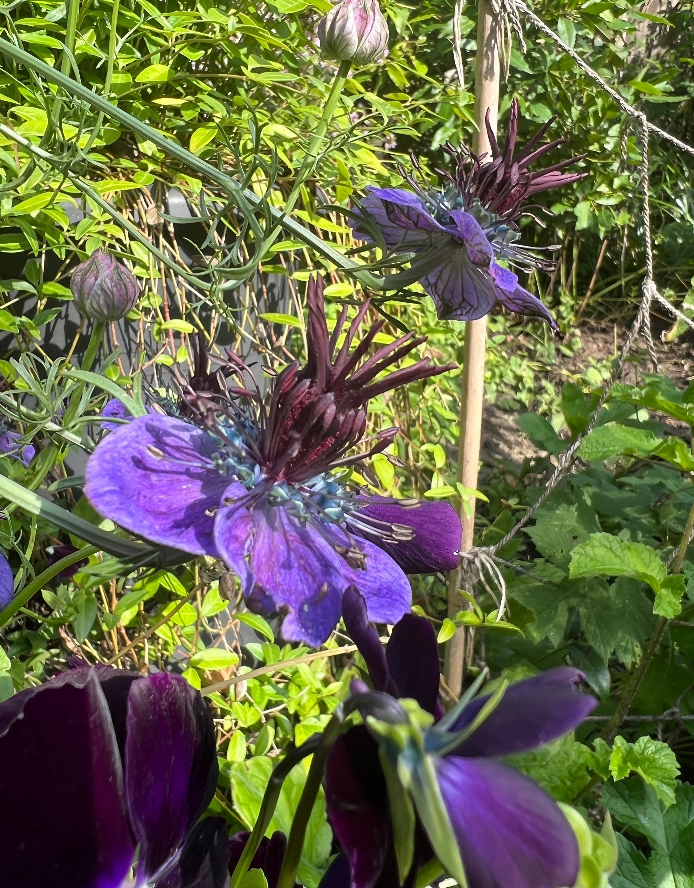 Dark Purple Nigella Hispanica Nigella Hispanica for planting in flower bed