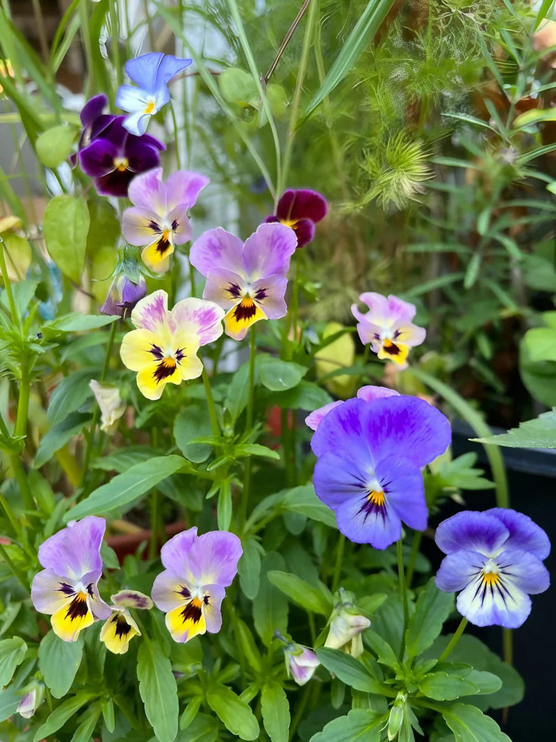 Viola Flower Seeds for Planting - Vibrant Blooms for Your Garden - Evergrowseeds