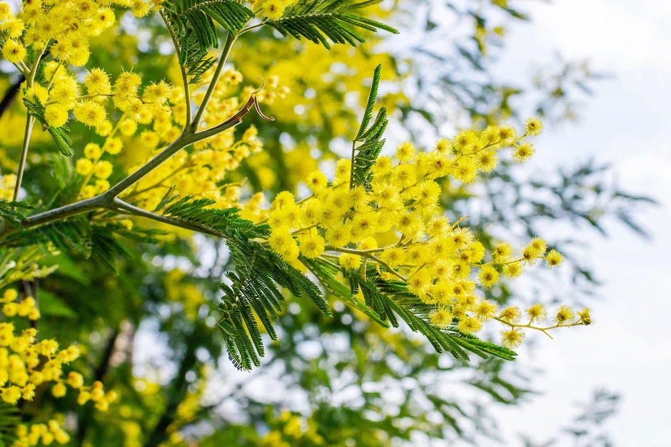 Dealbata Mimosa Flower seeds for Planting Perfect for Borders Heirloom & GMO Free Seeds for Home Garden
Sale for planting in home garden