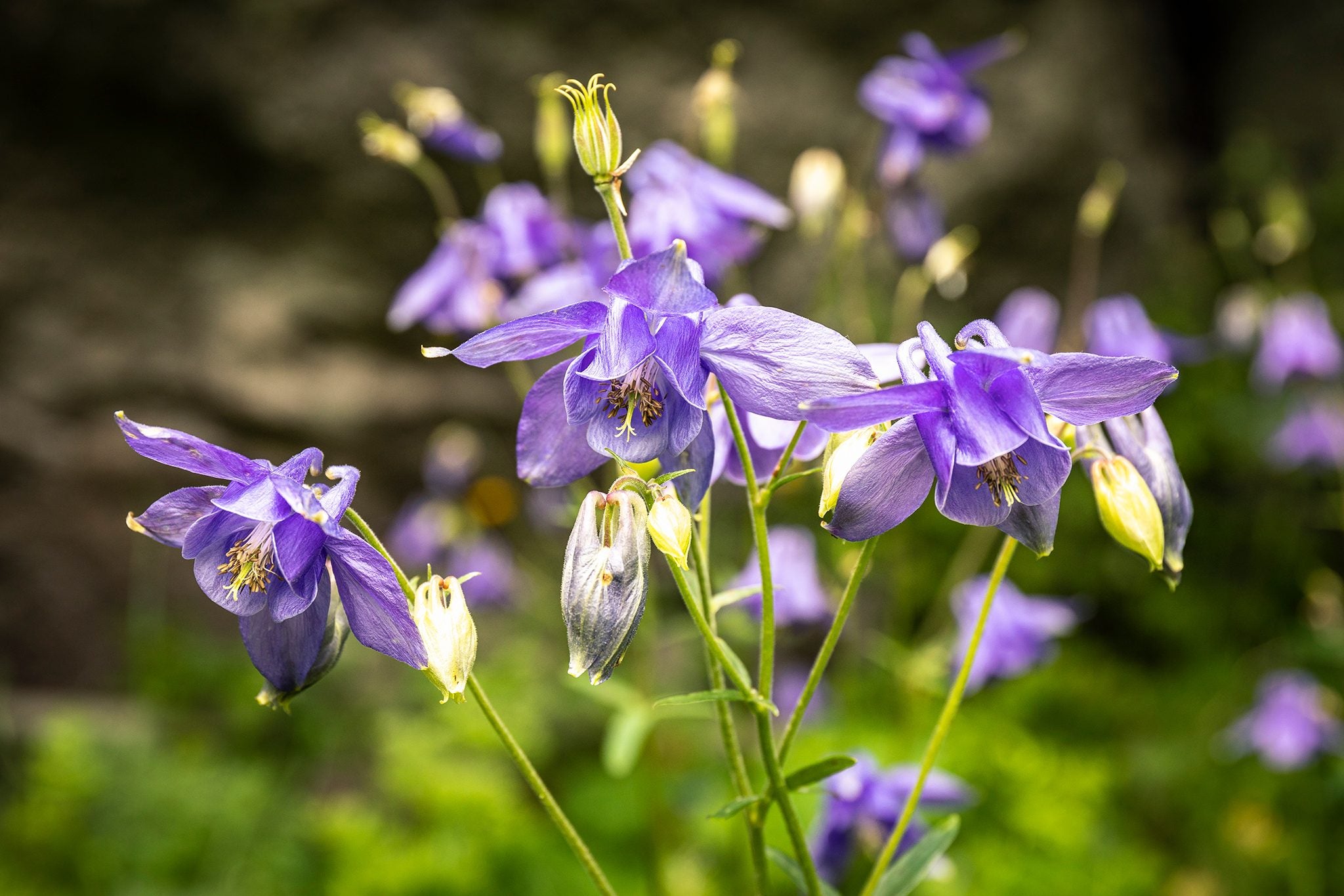 Aquilegia Flower seeds for Planting - Colorful Display, Heirloom & GMO Free Seeds for Home Garden