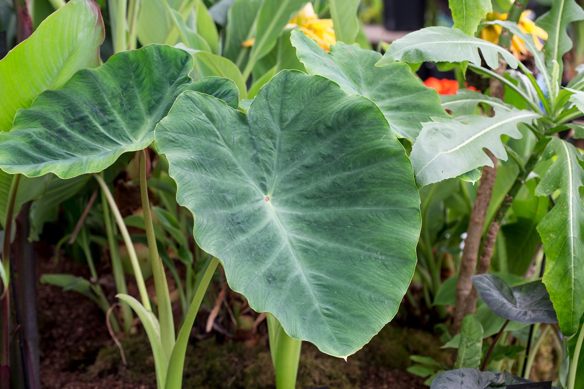 Colocasia Flower seeds for Planting Low Maintenance Heirloom & GMO Free Seeds for Home Garden