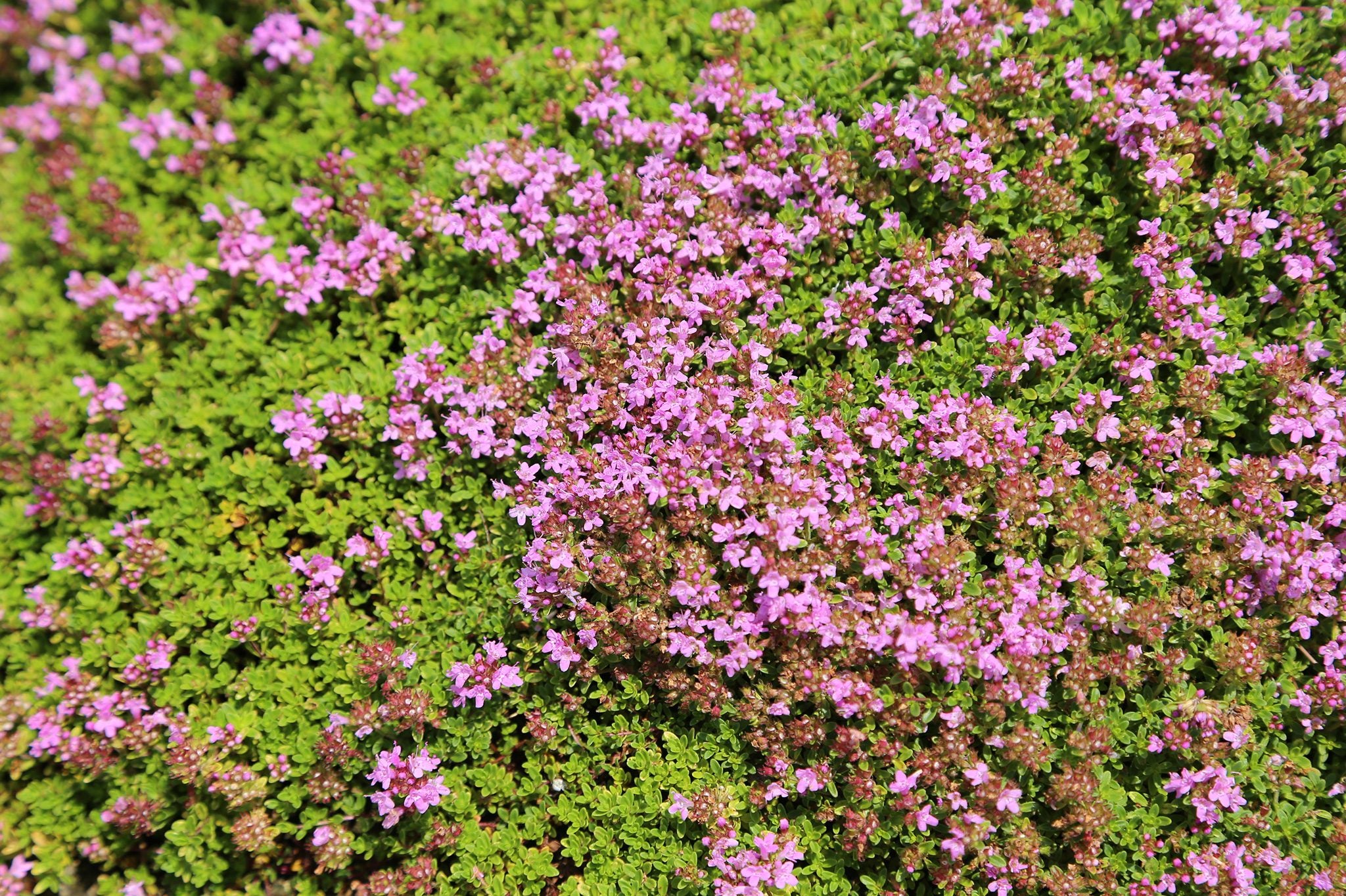 Pink Creeping Thyme Flower seeds for Planting Easy to Grow Heirloom & GMO Free Seeds for Home Garden